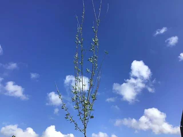 5 verschillend bomen - afbeelding 2 van  5