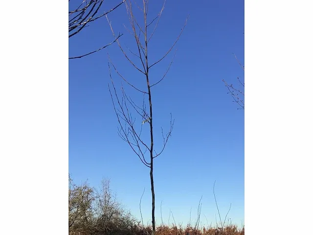 5 verschillend bomen - afbeelding 4 van  5