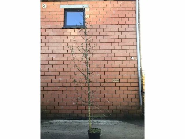 5 verschillend bomen - afbeelding 5 van  5