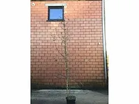5 verschillend bomen - afbeelding 5 van  5