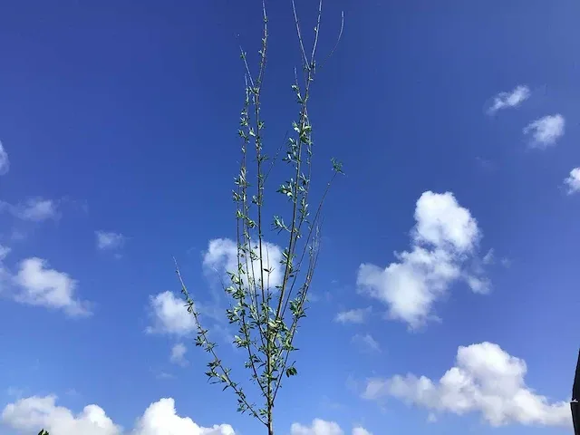 5 verschillend bomen - afbeelding 2 van  5