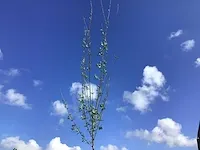 5 verschillend bomen - afbeelding 2 van  5