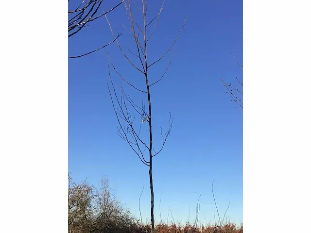 5 verschillend bomen - afbeelding 4 van  5