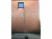 5 verschillend bomen - afbeelding 5 van  5