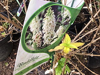 5 vlinderstruiken - afbeelding 3 van  4