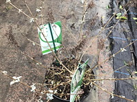 5 vlinderstruiken - afbeelding 4 van  4