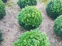 5 x buxus bol - afbeelding 2 van  3