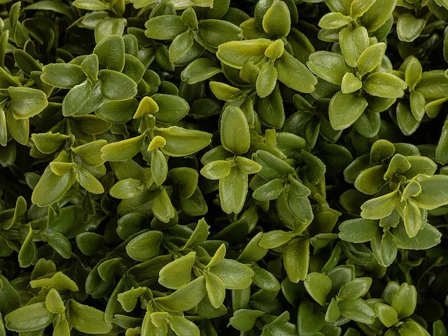 5 x grote buxusboom - kunstplant - 150 cm - afbeelding 2 van  6