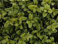 5 x grote buxusboom - kunstplant - 150 cm - afbeelding 2 van  6