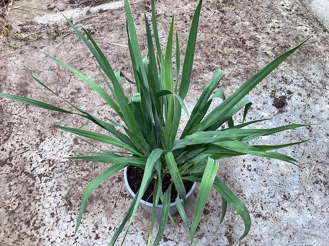 5 yucca - afbeelding 1 van  1