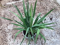 5 yucca - afbeelding 1 van  1