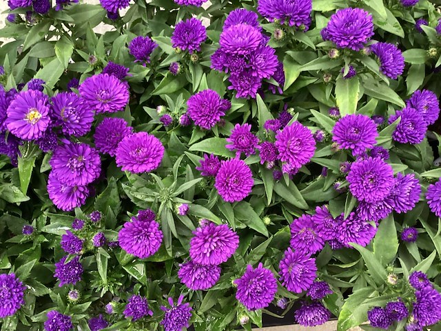 50 asters - afbeelding 1 van  1