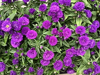 50 asters - afbeelding 1 van  1