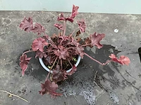 50 astilbe, 50 heuchera, 50 hosta, 50 phlox - afbeelding 3 van  5