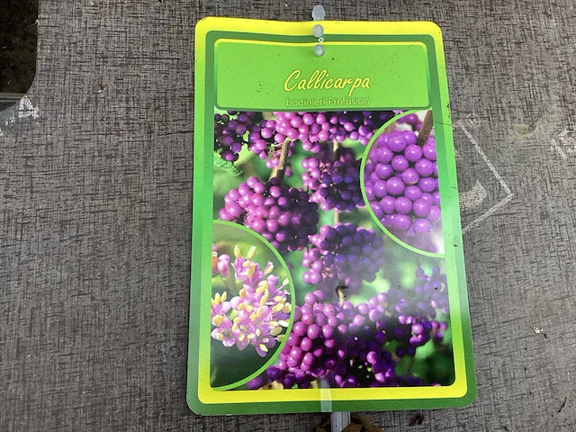 50 callicarpa - afbeelding 1 van  2