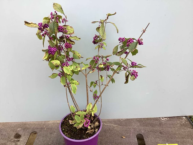 50 callicarpa - afbeelding 2 van  2