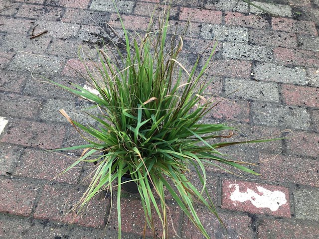 50 carex - afbeelding 1 van  2