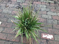 50 carex - afbeelding 1 van  2