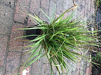 50 carex - afbeelding 2 van  2