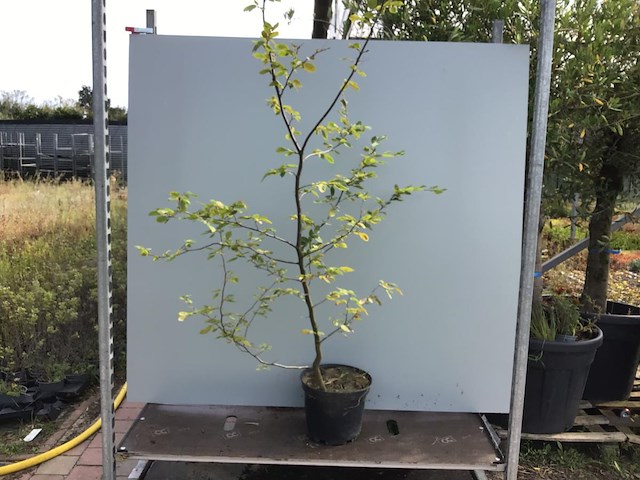 50 carpinus 180-200 - afbeelding 1 van  2