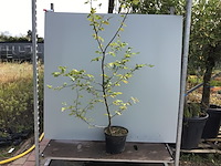 50 carpinus 180-200 - afbeelding 1 van  2