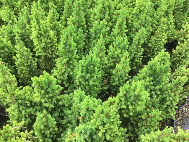 50 conica - afbeelding 1 van  3