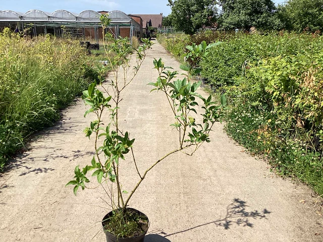 50 cornus geel - afbeelding 3 van  5