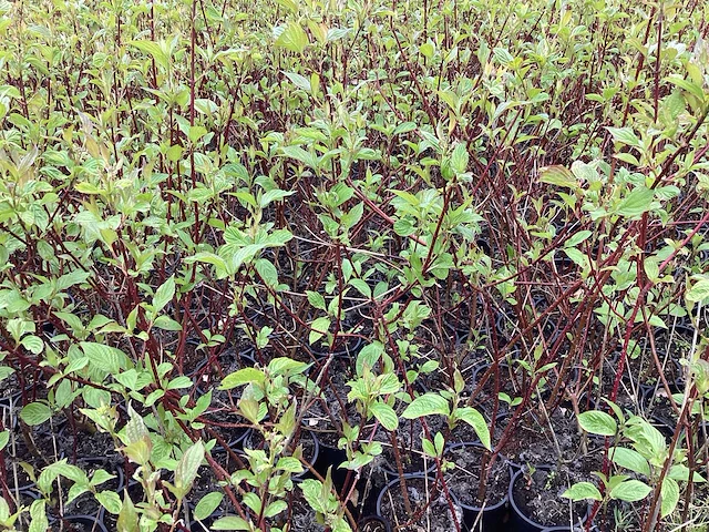 50 cornus rood 80-100 - afbeelding 1 van  2