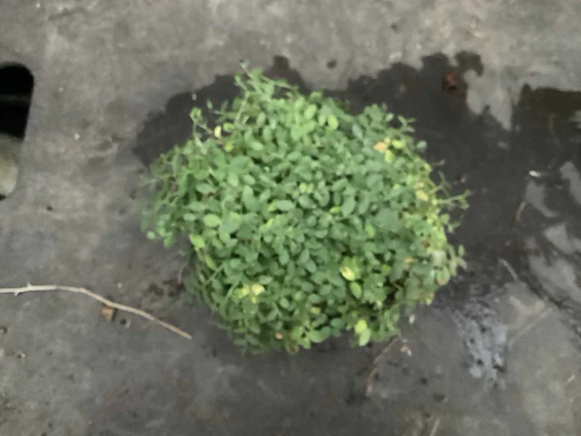 50 erodium, 50 isothoma, 50 saxifraga , 50 sedum, 50 asters, 50 waldsteinia - afbeelding 2 van  7