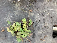 50 erodium, 50 isothoma, 50 saxifraga , 50 sedum, 50 asters, 50 waldsteinia - afbeelding 5 van  7