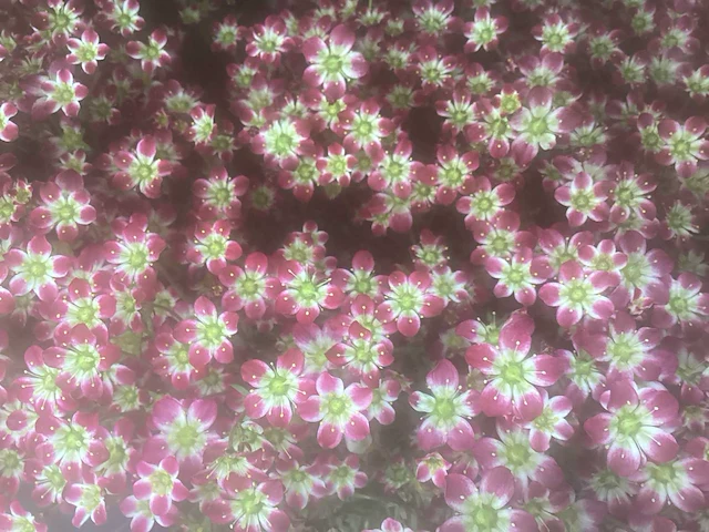 50 erodium, 50 isothoma, 50 saxifraga , 50 sedum, 50 asters, 50 waldsteinia - afbeelding 6 van  7