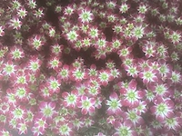 50 erodium, 50 isothoma, 50 saxifraga , 50 sedum, 50 asters, 50 waldsteinia - afbeelding 6 van  7