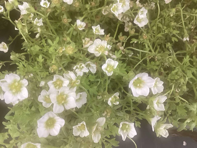 50 erodium, 50 isothoma, 50 saxifraga , 50 sedum, 50 asters, 50 waldsteinia - afbeelding 7 van  7