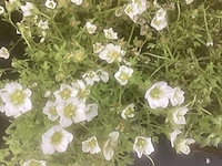 50 erodium, 50 isothoma, 50 saxifraga , 50 sedum, 50 asters, 50 waldsteinia - afbeelding 7 van  7