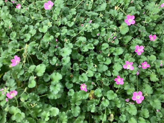 50 erodium - afbeelding 1 van  1