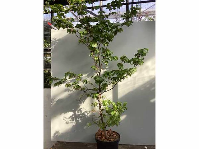 50 fagus sylvatica 140-160 - afbeelding 2 van  2