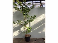 50 fagus sylvatica 140-160 - afbeelding 2 van  2