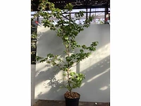 50 fagus sylvatica 140-160 - afbeelding 2 van  2