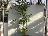 50 fagus sylvatica 150-180