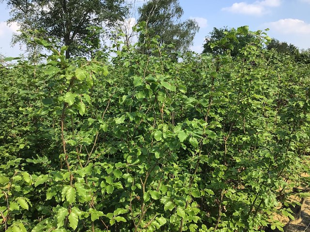 50 fagus sylvatica 180-200 - afbeelding 1 van  2