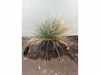 50 festuca glauca - afbeelding 2 van  2