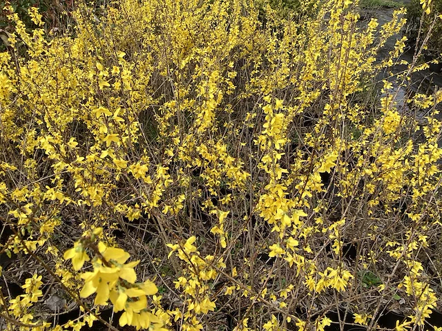 50 forsythia - afbeelding 1 van  2