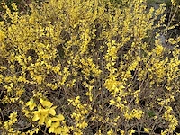 50 forsythia - afbeelding 1 van  2