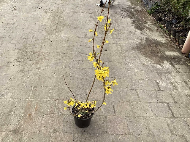 50 forsythia - afbeelding 2 van  2