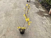 50 forsythia - afbeelding 2 van  2