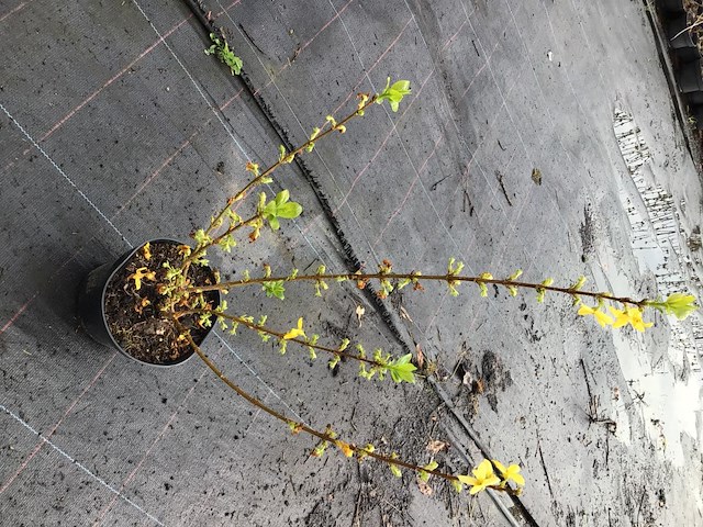 50 forsythia - afbeelding 3 van  3