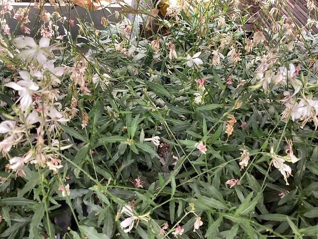 50 gaura mix - afbeelding 1 van  2