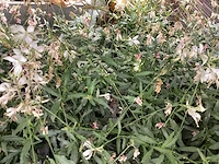 50 gaura mix - afbeelding 1 van  2