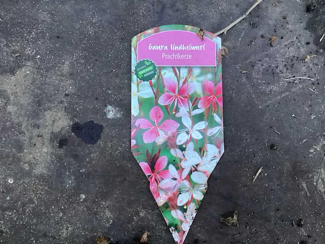 50 gaura mix - afbeelding 2 van  2