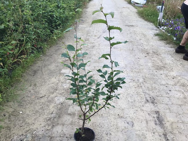 50 haagbeuk 110-130 - afbeelding 1 van  1